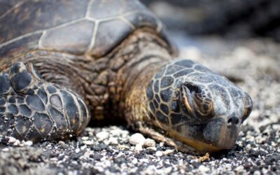 Do Turtles Sleep With Their Eyes Open? The Truth Revealed